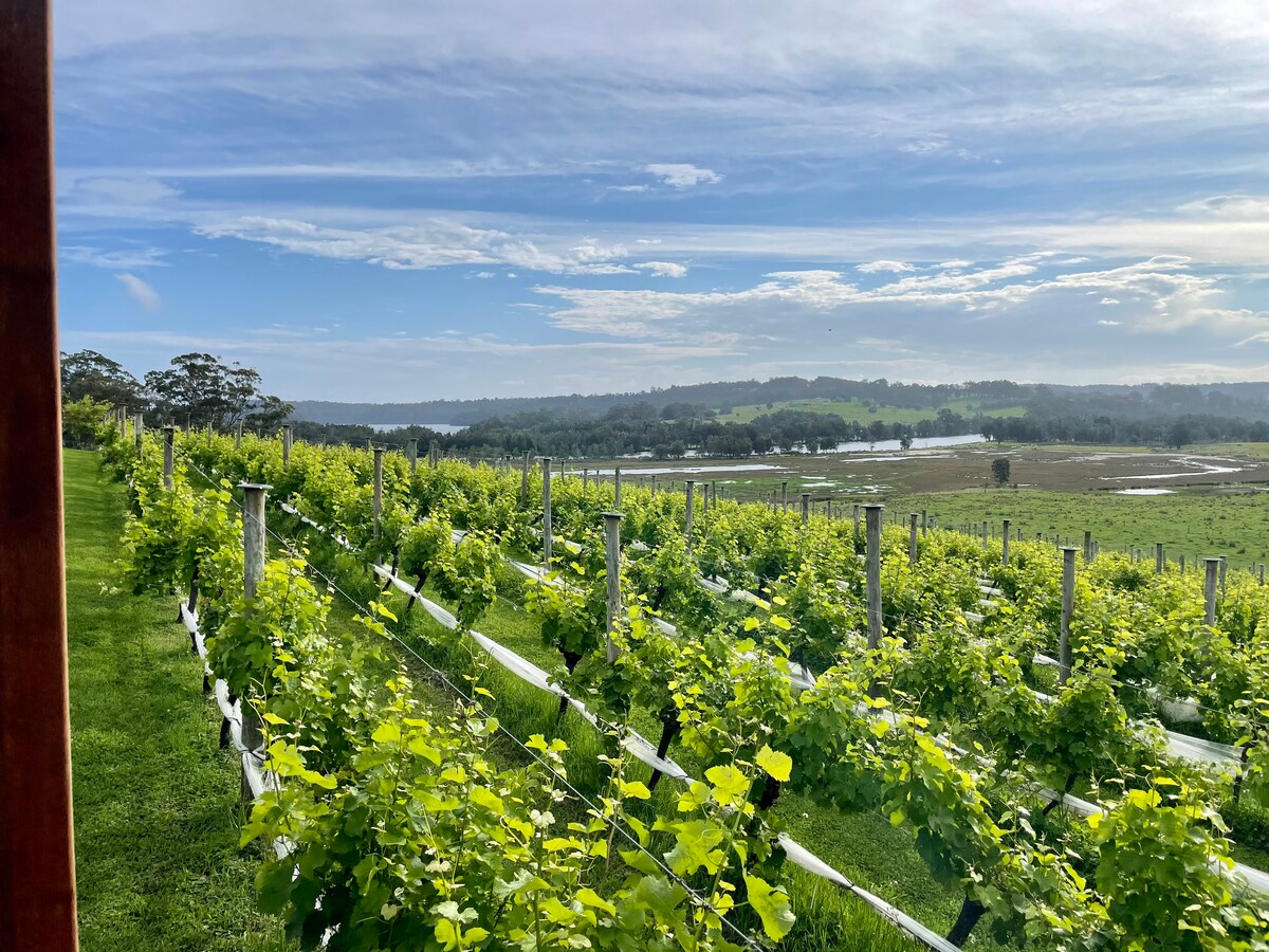 Rows of vibrant green vines stretch across a picturesque vineyard, bordered by lush grass. The landscape beyond features rolling hills and a serene body of water under a partly cloudy sky, suggesting a tranquil and scenic atmosphere.