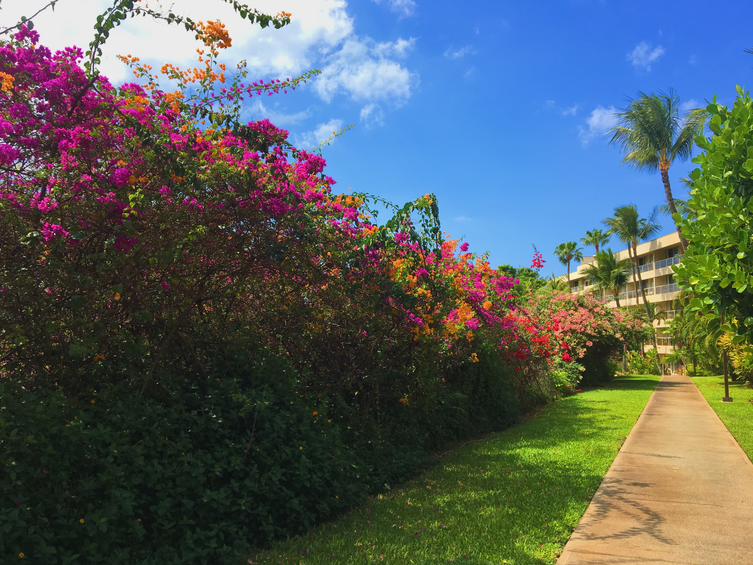 Condo in Kihei · ★4.87 · 1 bedroom · 1 bed · 1 bath - Image 15