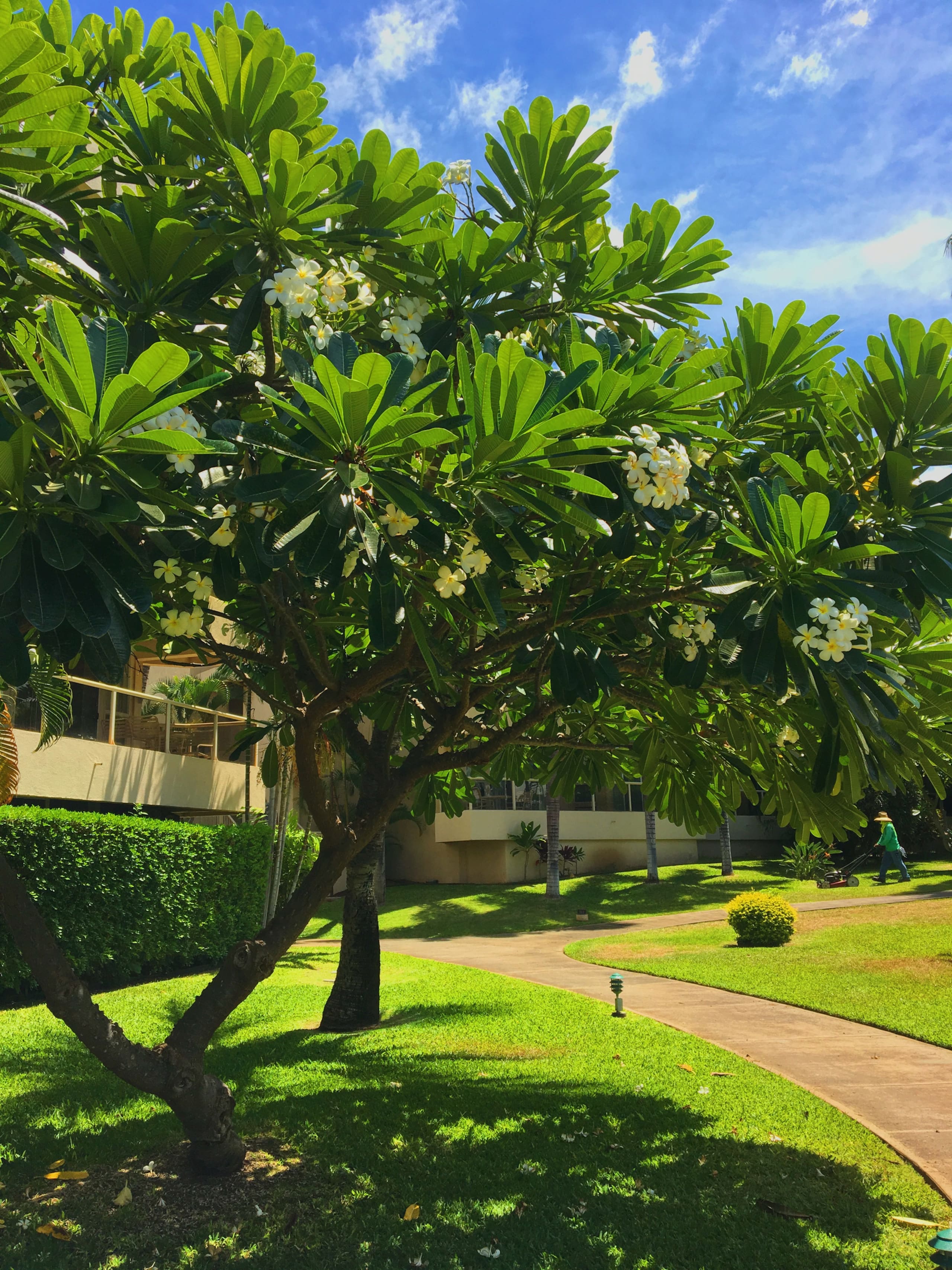 Condo in Kihei · ★4.87 · 1 bedroom · 1 bed · 1 bath - Image 13