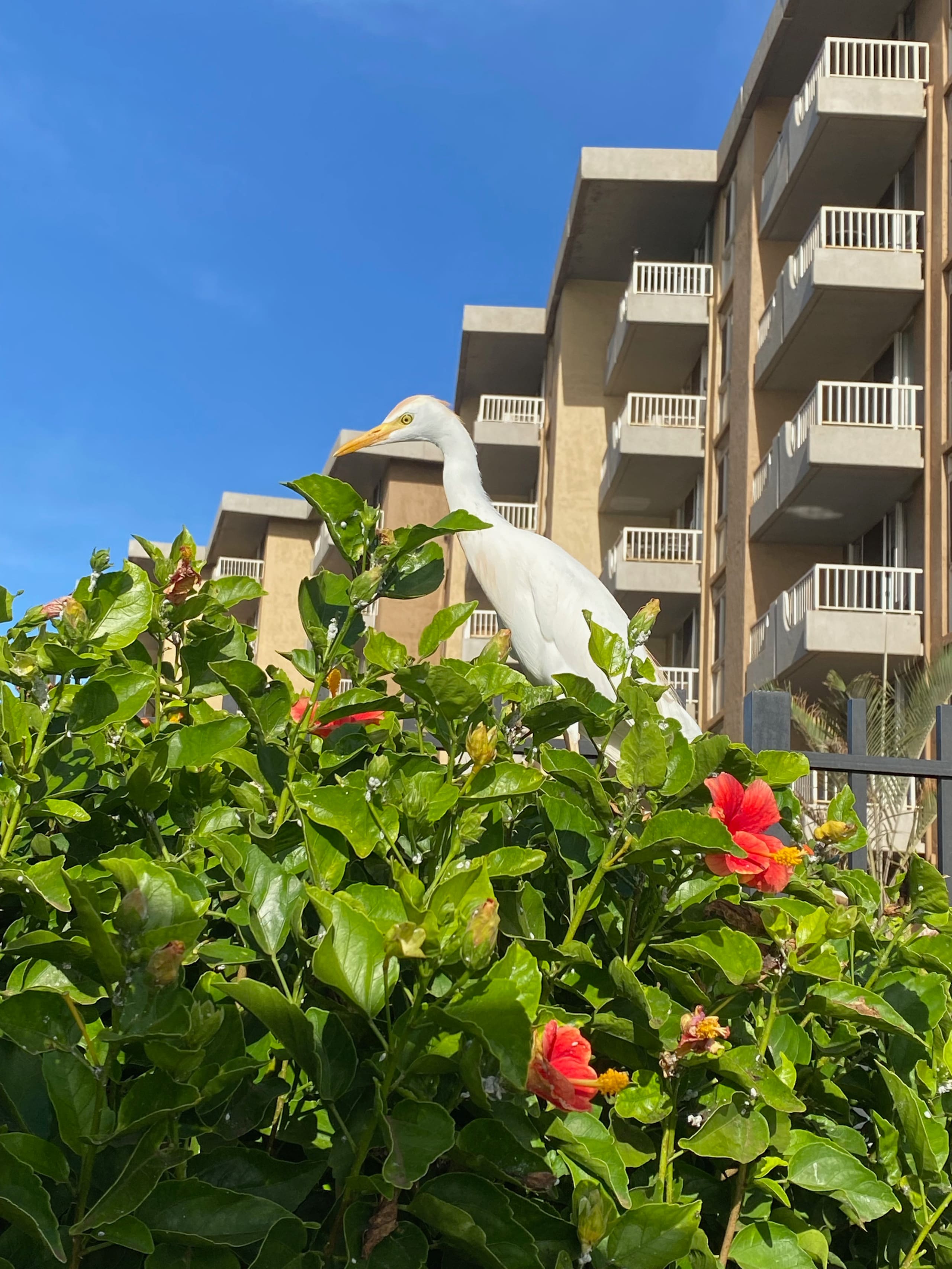 Condo in Kihei · ★4.92 · 1 bedroom · 2 beds · 2 private baths - Image 5