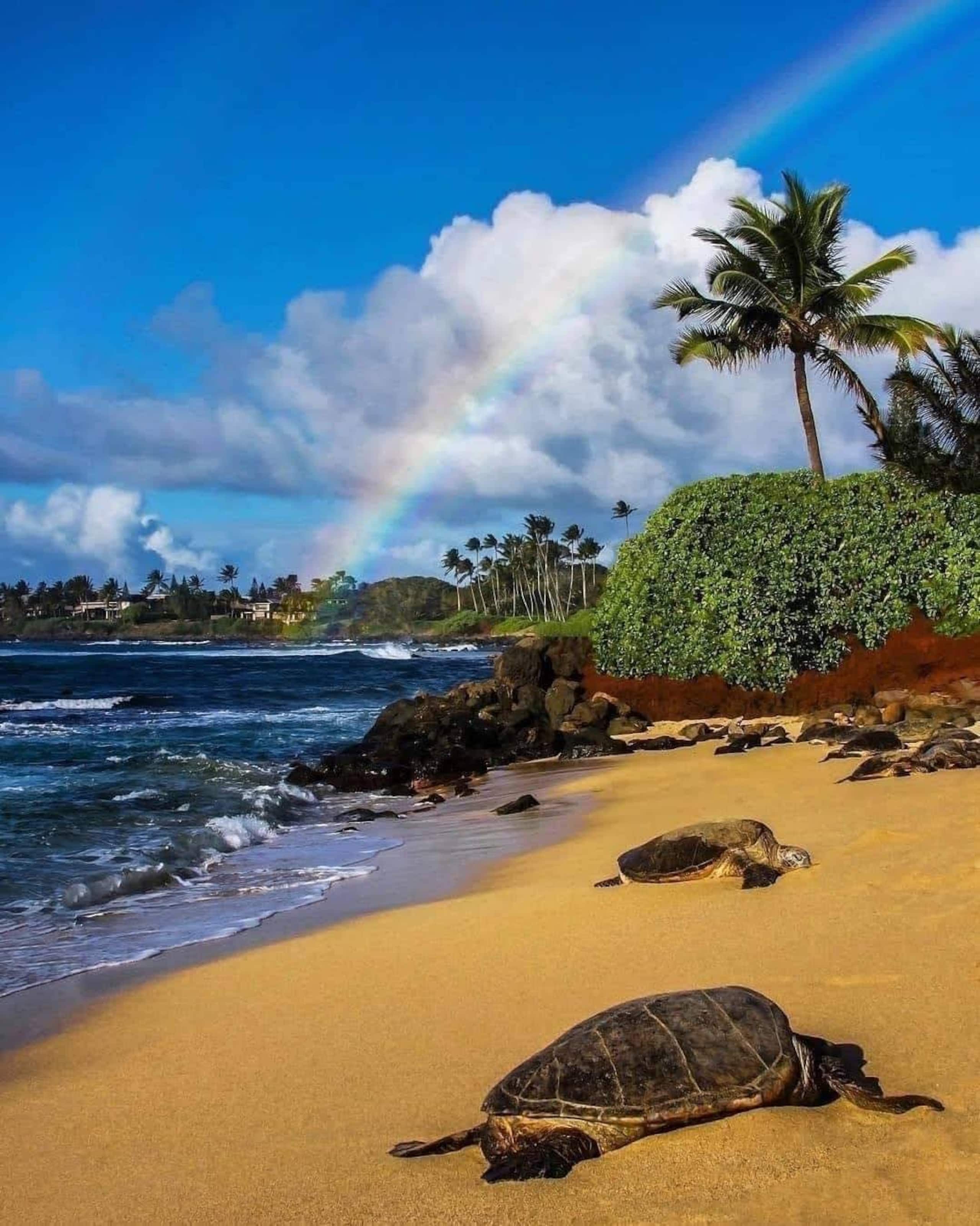 Condo in Kihei · ★4.94 · 2 bedrooms · 4 beds · 2 shared baths - Image 33