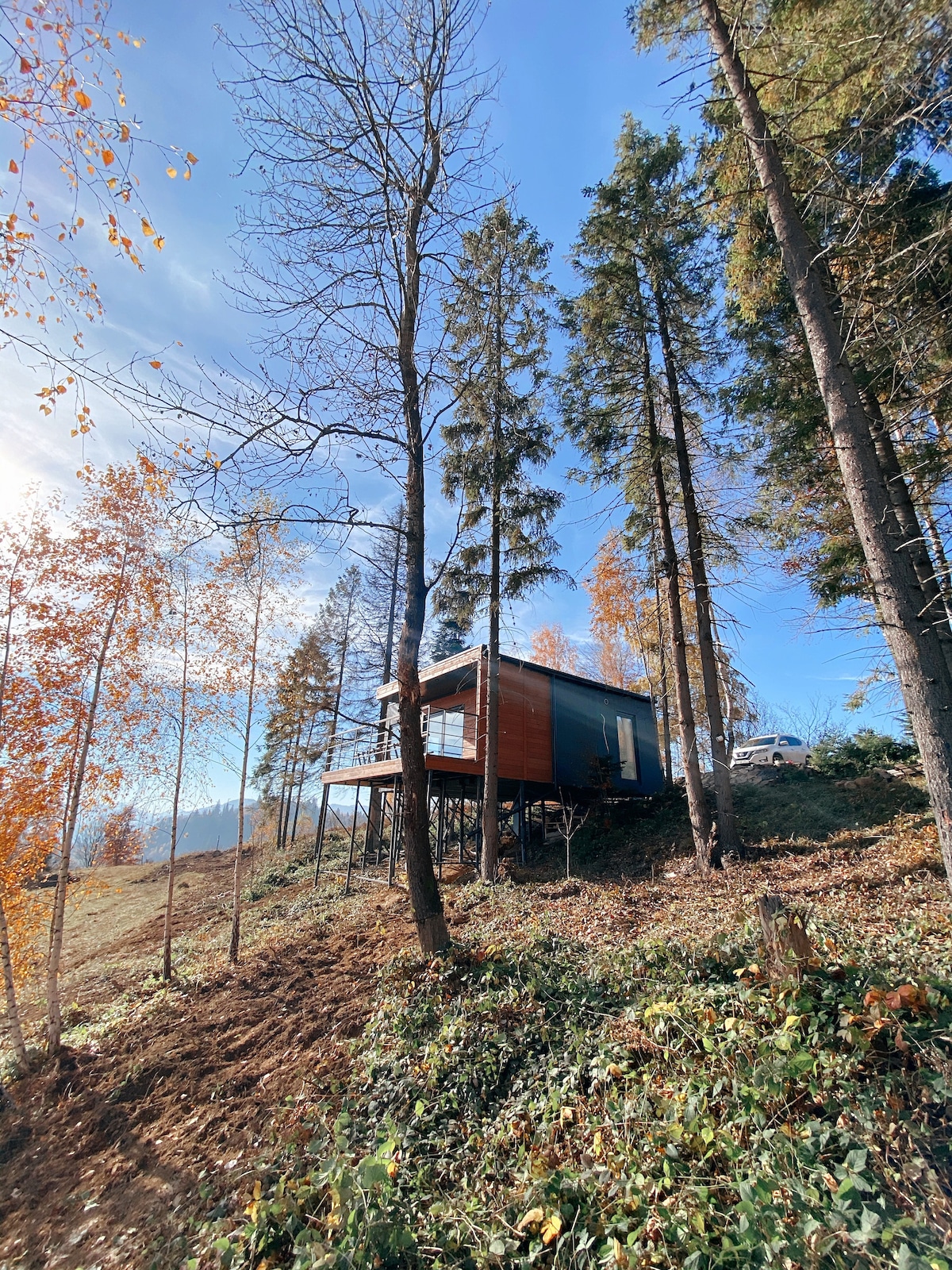 A modern house is elevated on a hillside, surrounded by tall trees and autumn foliage. Clear skies provide a bright backdrop, while the building's wooden exterior contrasts with the greenery. The landscape includes fresh undergrowth, enhancing the home's natural setting.