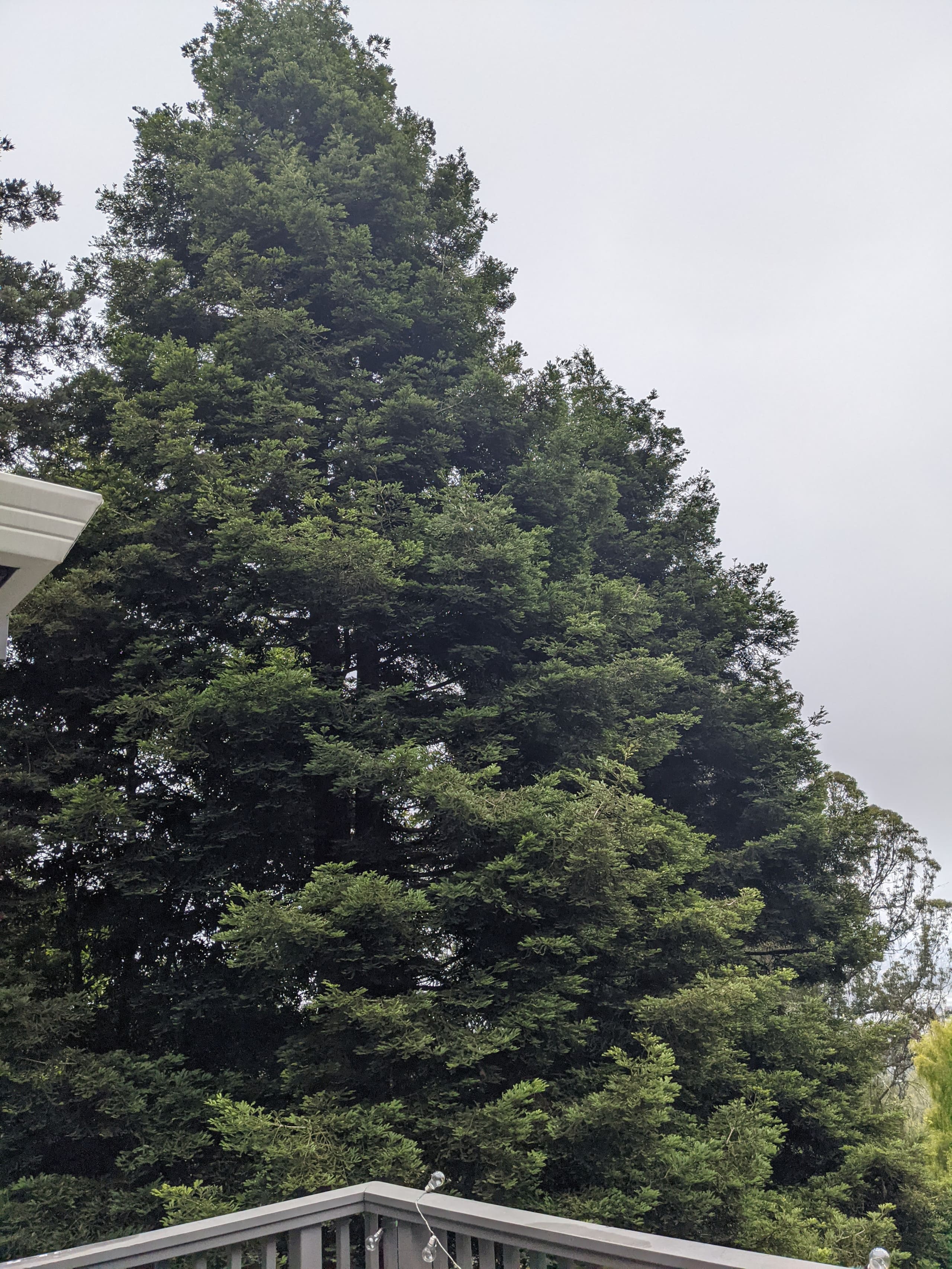 Huge Muir Woods Retreat, 5 BR/5 BA near GG Bridge - Photo 62
