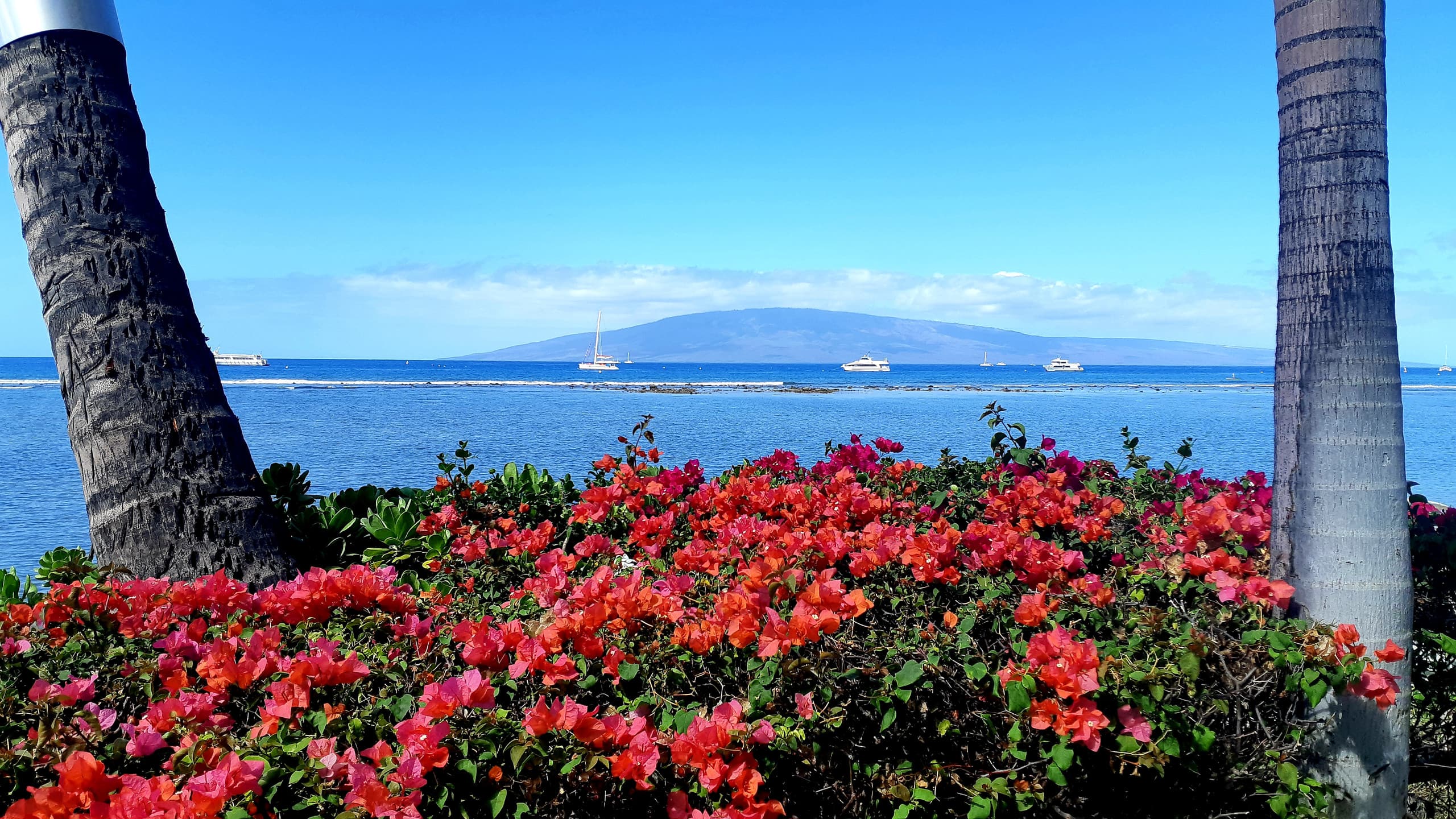 Condo in Lahaina · ★4.97 · Studio · 1 bed · 1 private bath - Image 17