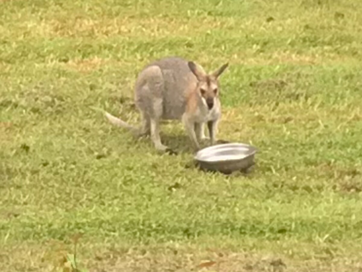 A wallaby is seen on a grassy area, standing close to a shallow metal bowl. The animal's grey fur blends softly with the natural surroundings, showcasing its alert posture as it appears to be interacting with the space.