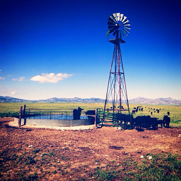 A windmill stands tall against a clear blue sky, with a circular water trough prominently placed nearby. Cows gather around the trough, while rolling hills and distant mountains create a scenic backdrop that emphasizes the open ranch landscape.