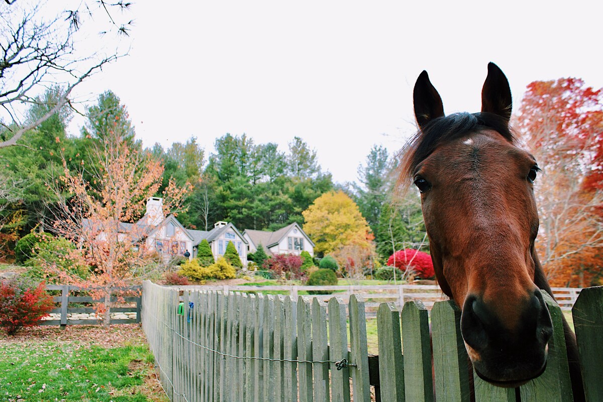 A gentle horse stands near a wooden fence, framed by fall foliage. Behind the fence, a cozy home with a European style is visible, surrounded by trees showcasing a variety of autumn colors.