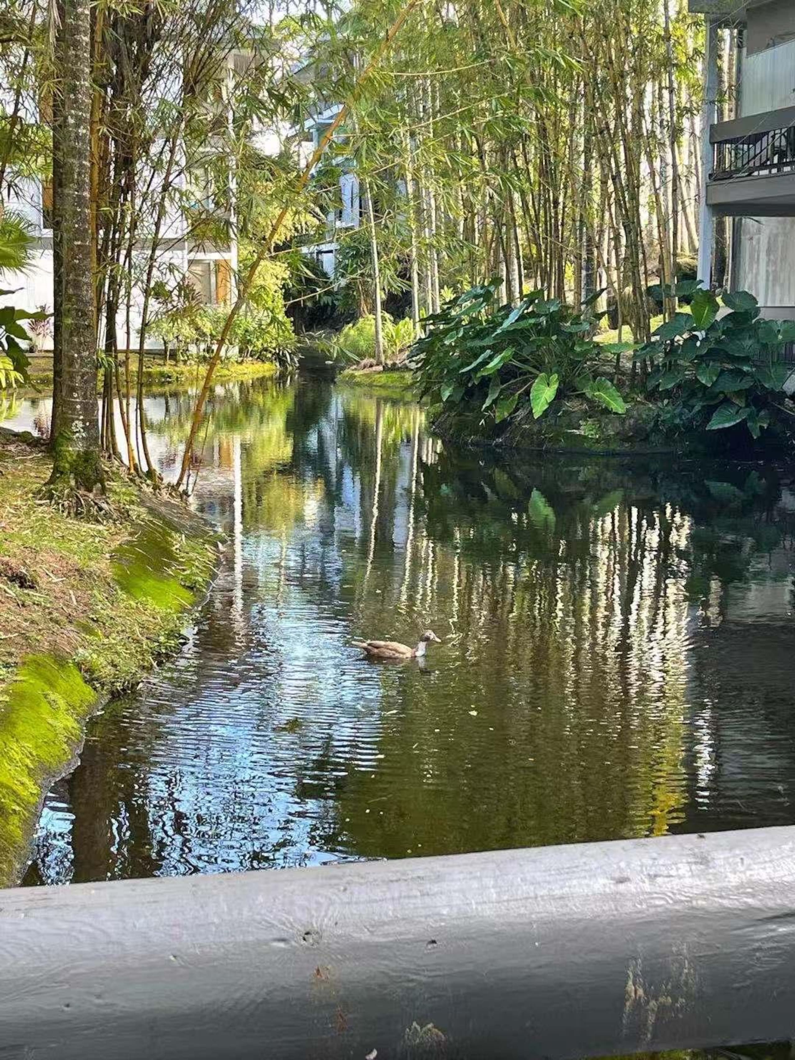 Condo in Hilo · ★4.56 · 1 bedroom · 1 bed · 1 shared bath - Image 23