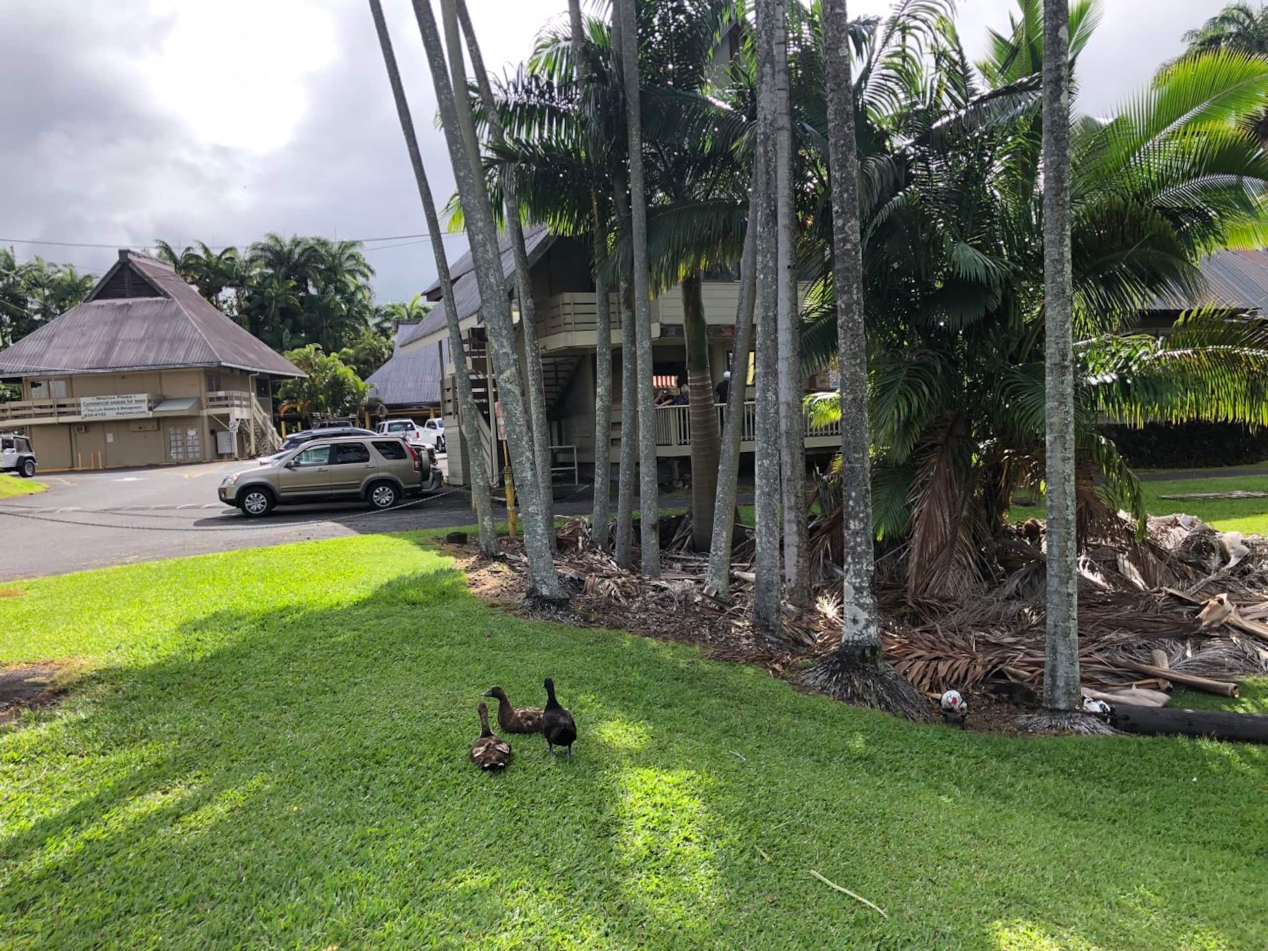 Condo in Hilo · ★4.56 · 1 bedroom · 1 bed · 1 shared bath - Image 27