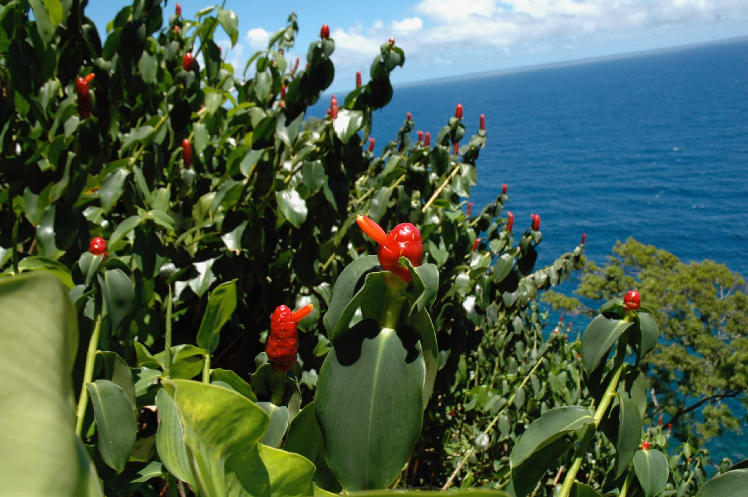 Condo in Kihei · ★4.9 · 2 bedrooms · 4 beds · 2 private baths - Image 36