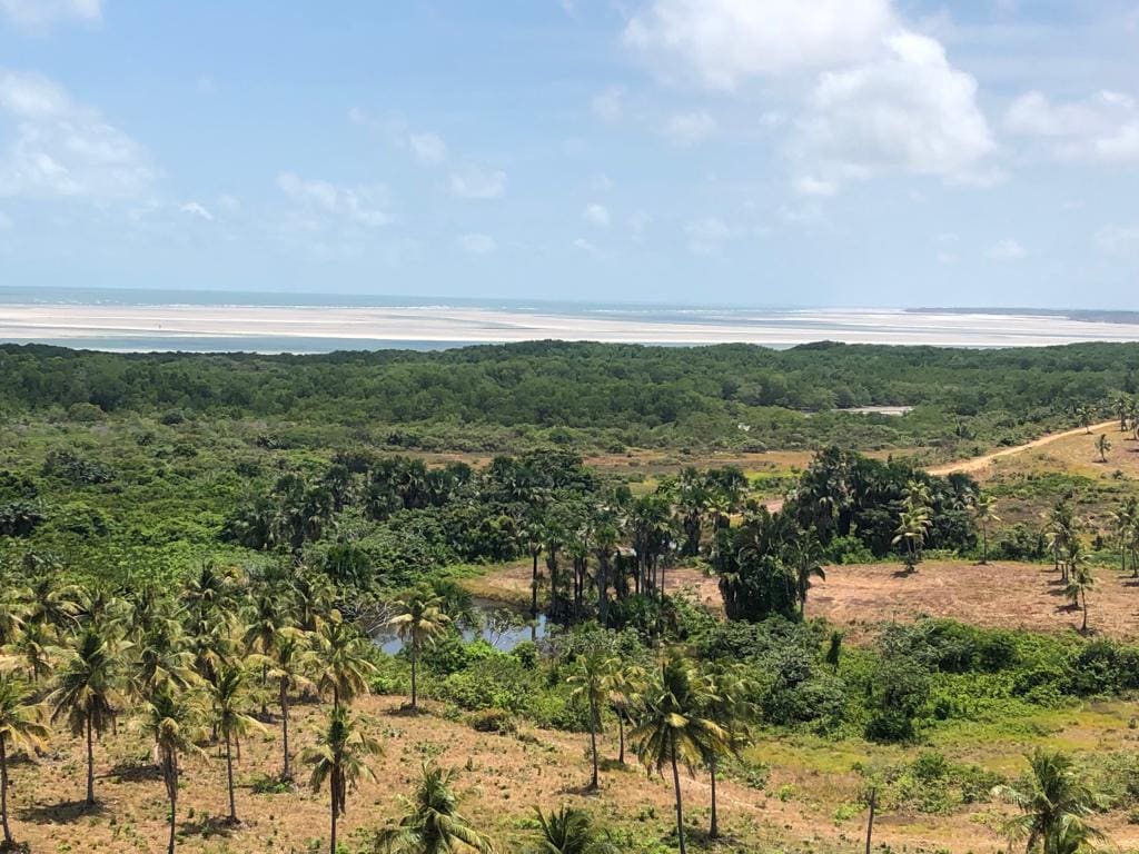 A scenic view showcases a blend of lush greenery and palm trees, leading to a tranquil body of water. The horizon reveals a vast expanse of sand and a bright blue sky filled with fluffy clouds.