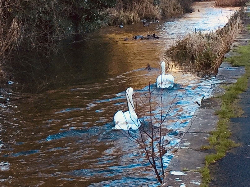 Two swans glide gracefully on the calm waters of the River Frome. The surrounding landscape is framed by lush greenery and patches of dry grass along the water's edge, creating a serene natural environment.