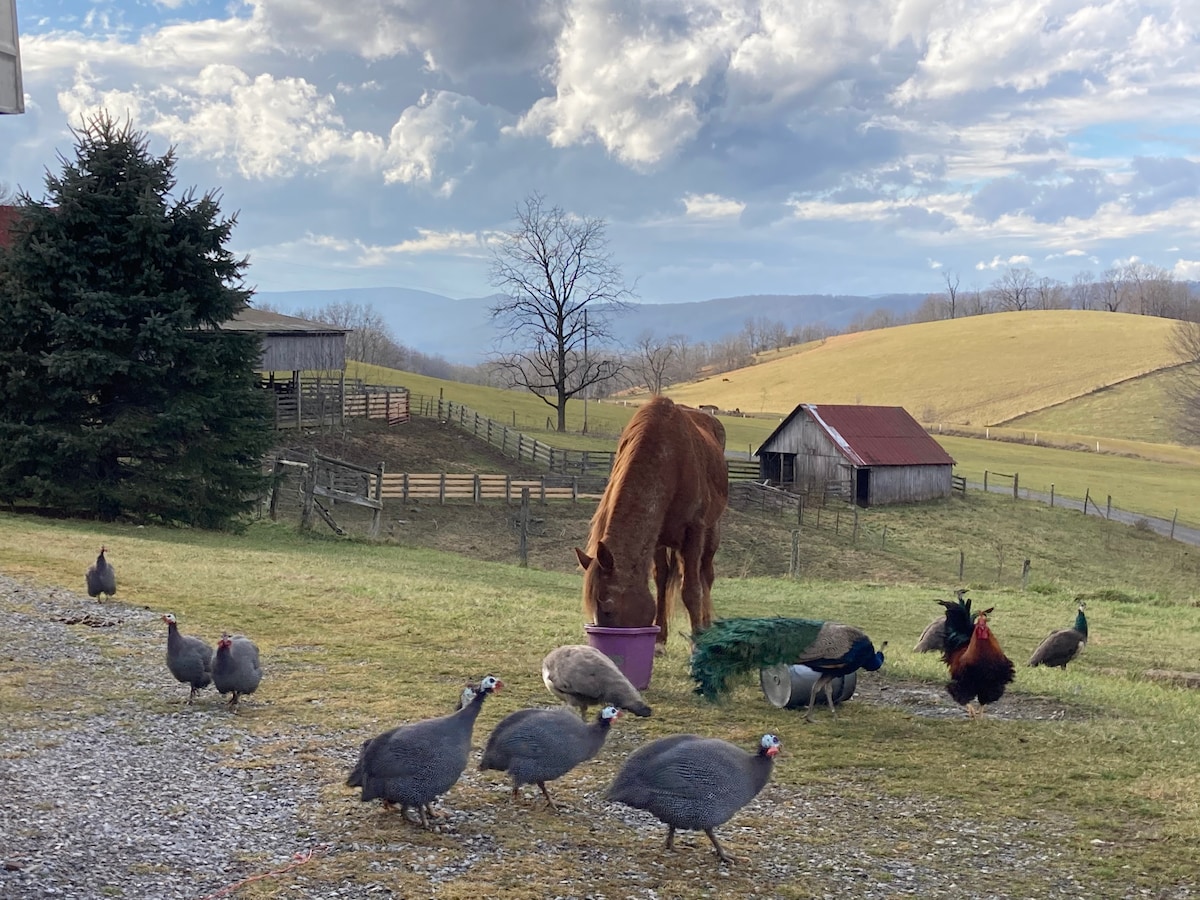 A brown horse is seen eating from a bucket in a grassy area, surrounded by guinea fowl and a rooster. In the background, there are rolling hills and a barn with a red roof, under a partly cloudy sky.