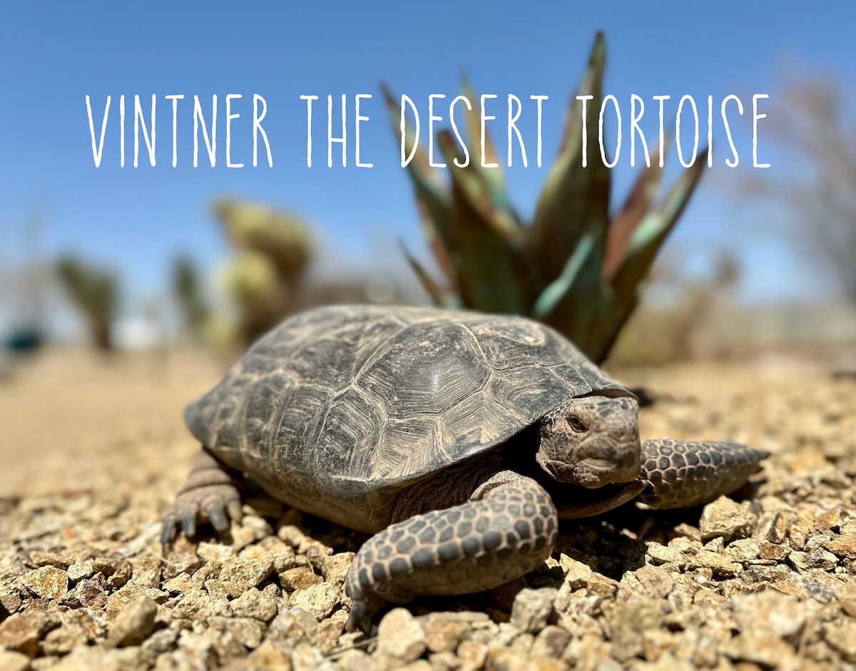 A desert tortoise is seen on rocky terrain, with a background featuring desert plants. Its textured shell and characteristic limbs are visible, highlighting its presence in the natural landscape. The bright blue sky adds contrast to the earthy tones of the surroundings.