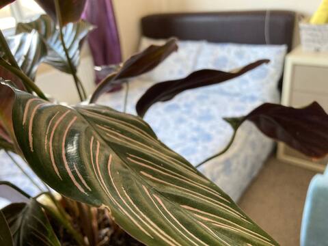Cheerful room in residential home & free parking