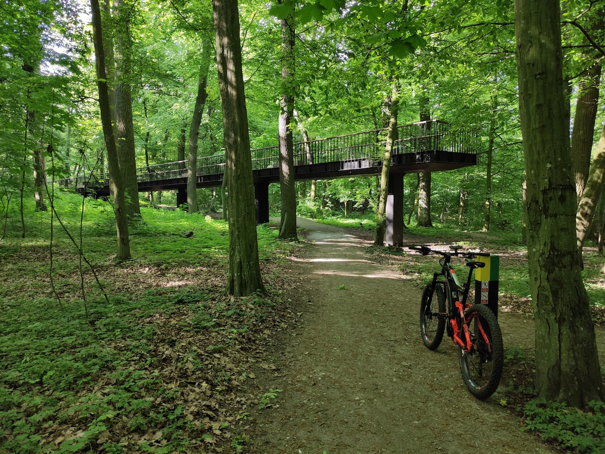 A serene forest path surrounded by lush green trees leads to a wooden pedestrian bridge above. A bicycle is positioned on the path, partially illuminated by sunlight filtering through the leaves, highlighting the natural tranquility of the area.