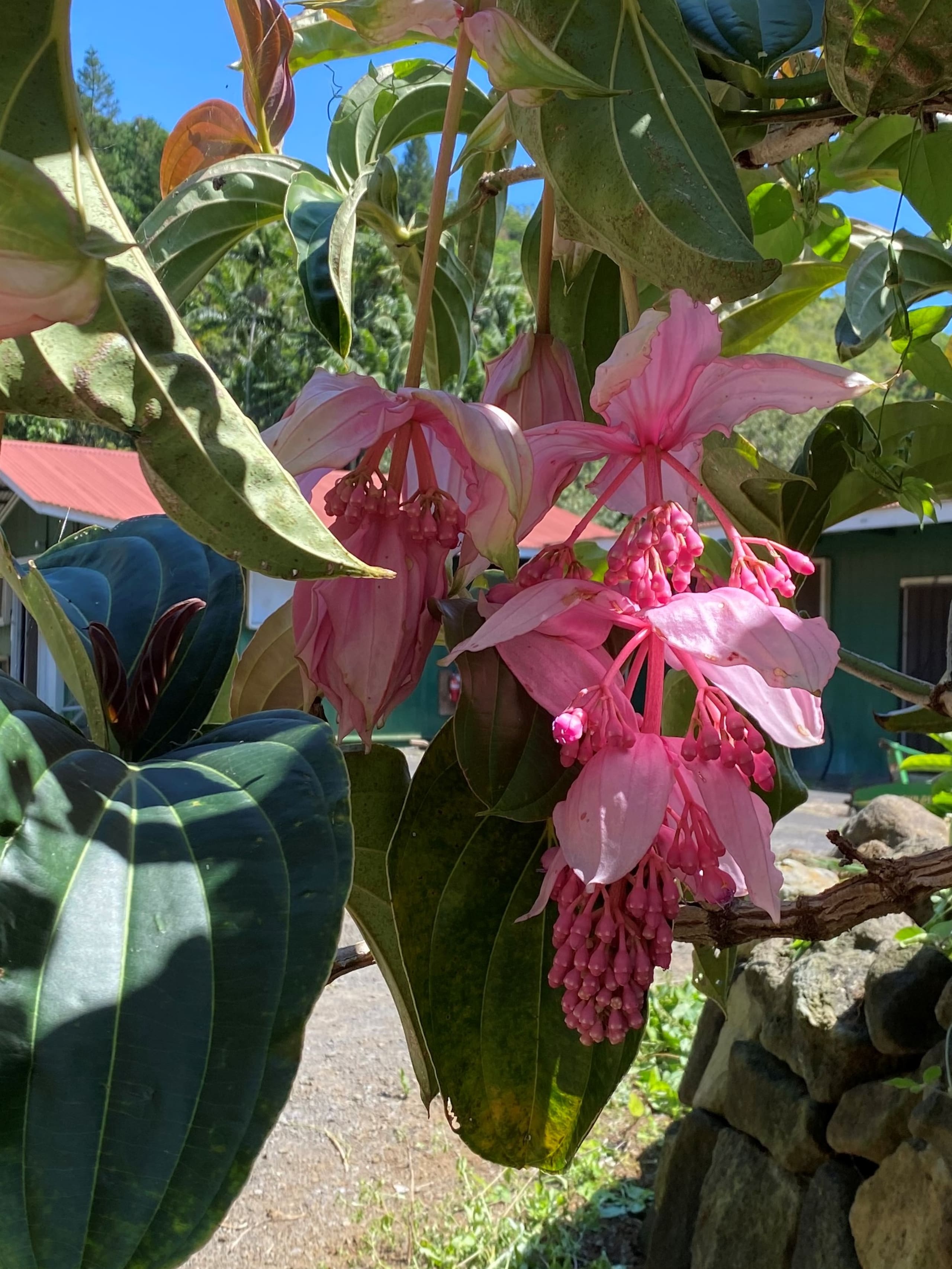 Hotel in Naalehu · ★4.88 · 1 bedroom · 1 bed · 1 private bath - Image 5