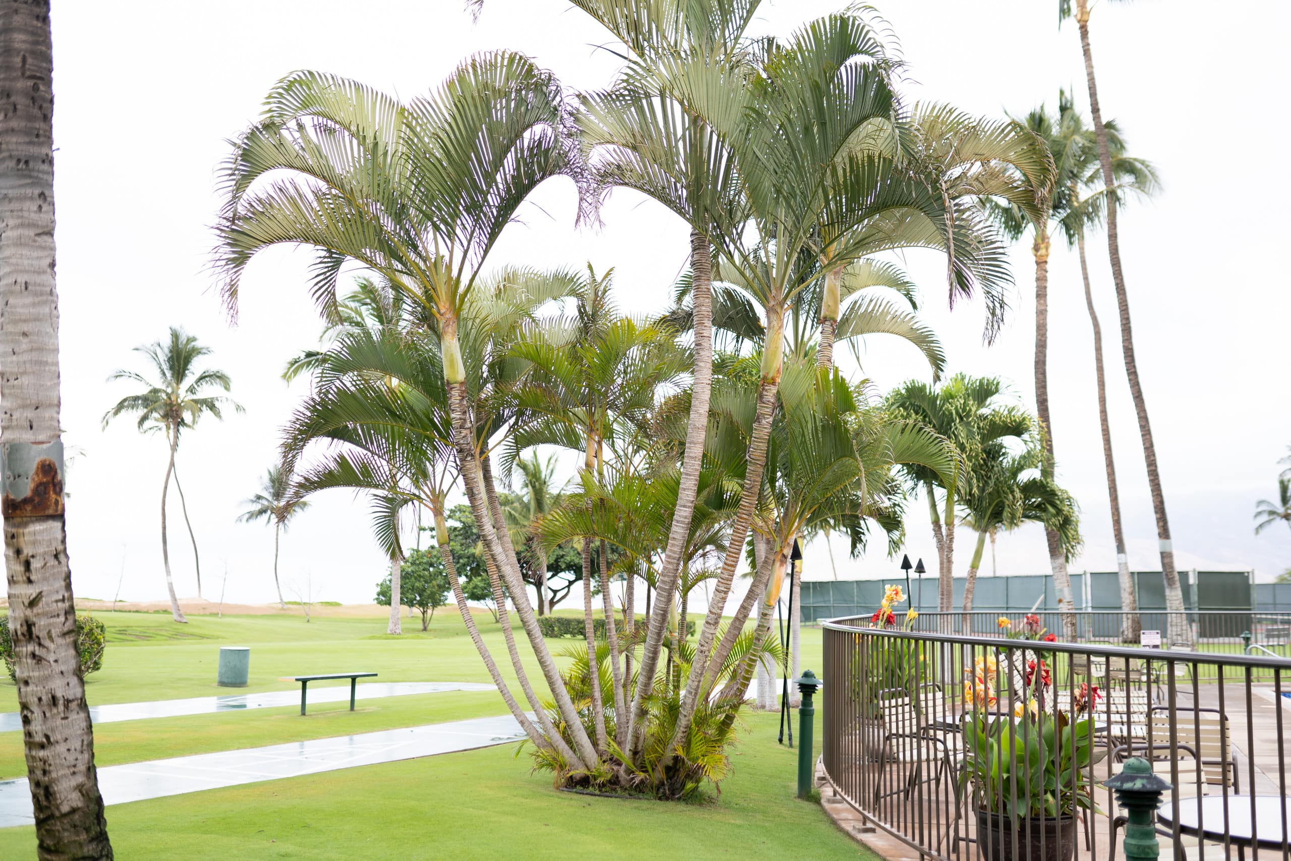 Condo in Kihei · ★4.91 · 2 bedrooms · 3 beds · 2 private baths - Image 61