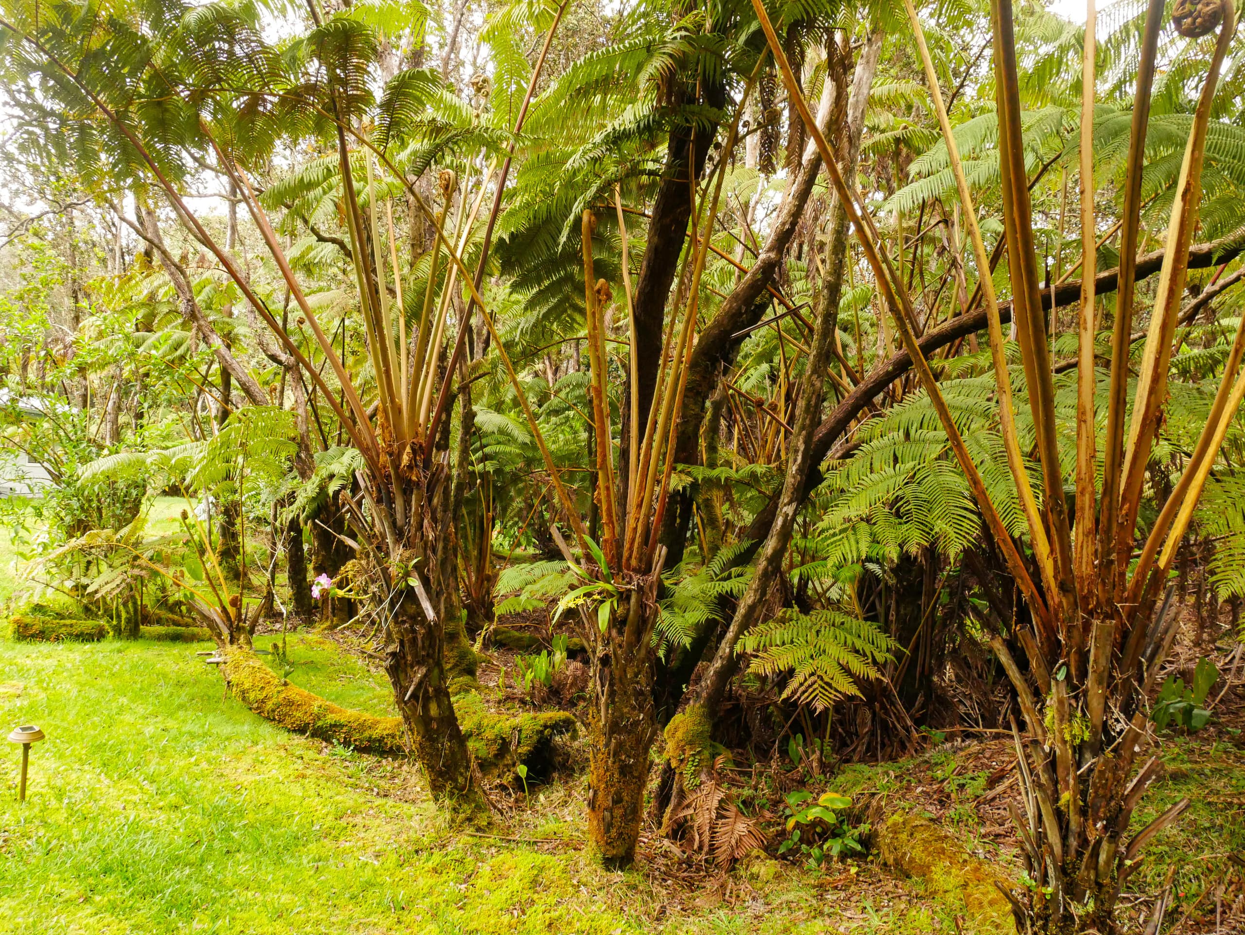 Home in Volcano · ★4.98 · 2 bedrooms · 3 beds · 1 private bath - Image 21