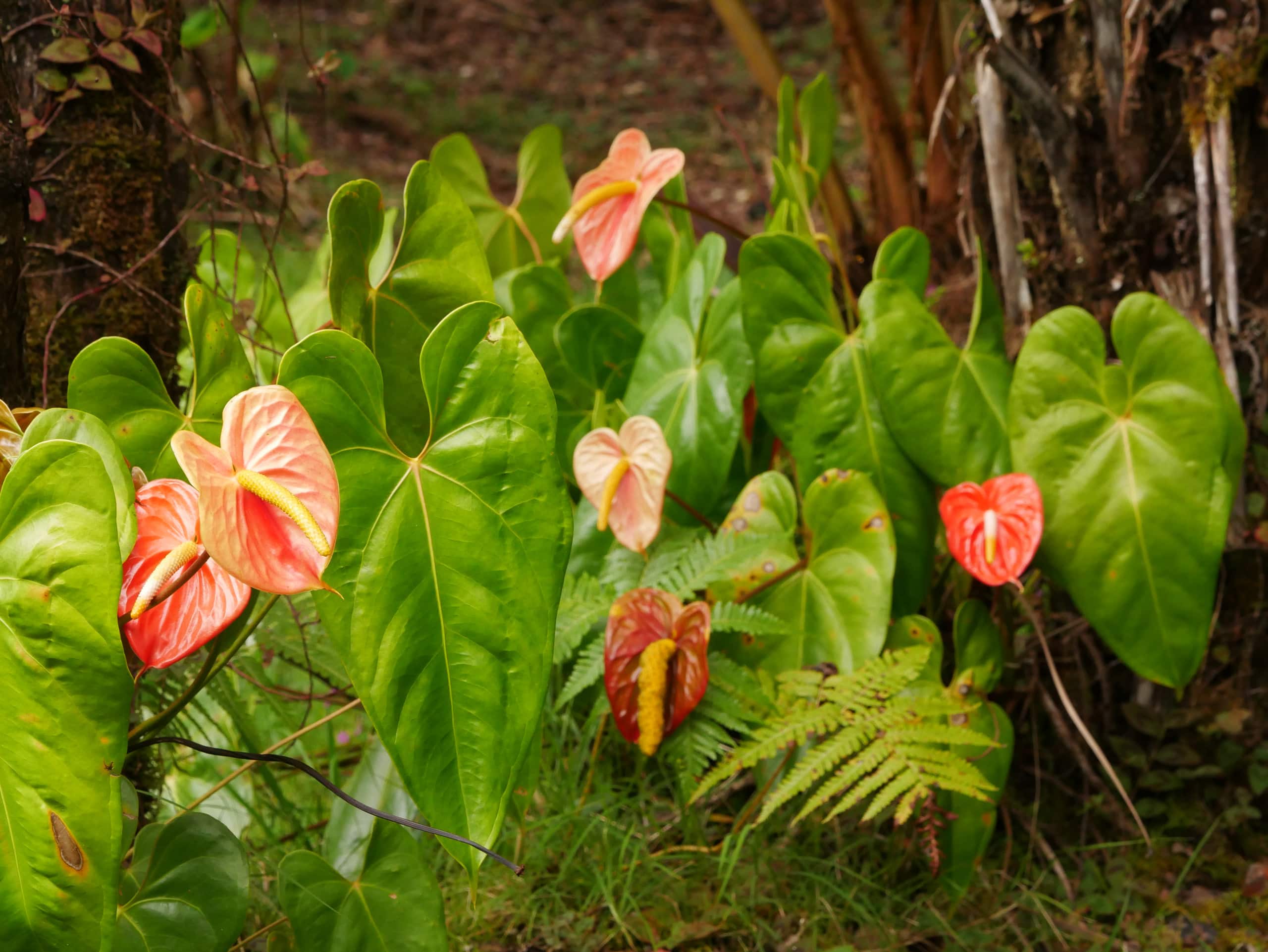Home in Volcano · ★4.98 · 2 bedrooms · 3 beds · 1 private bath - Image 19