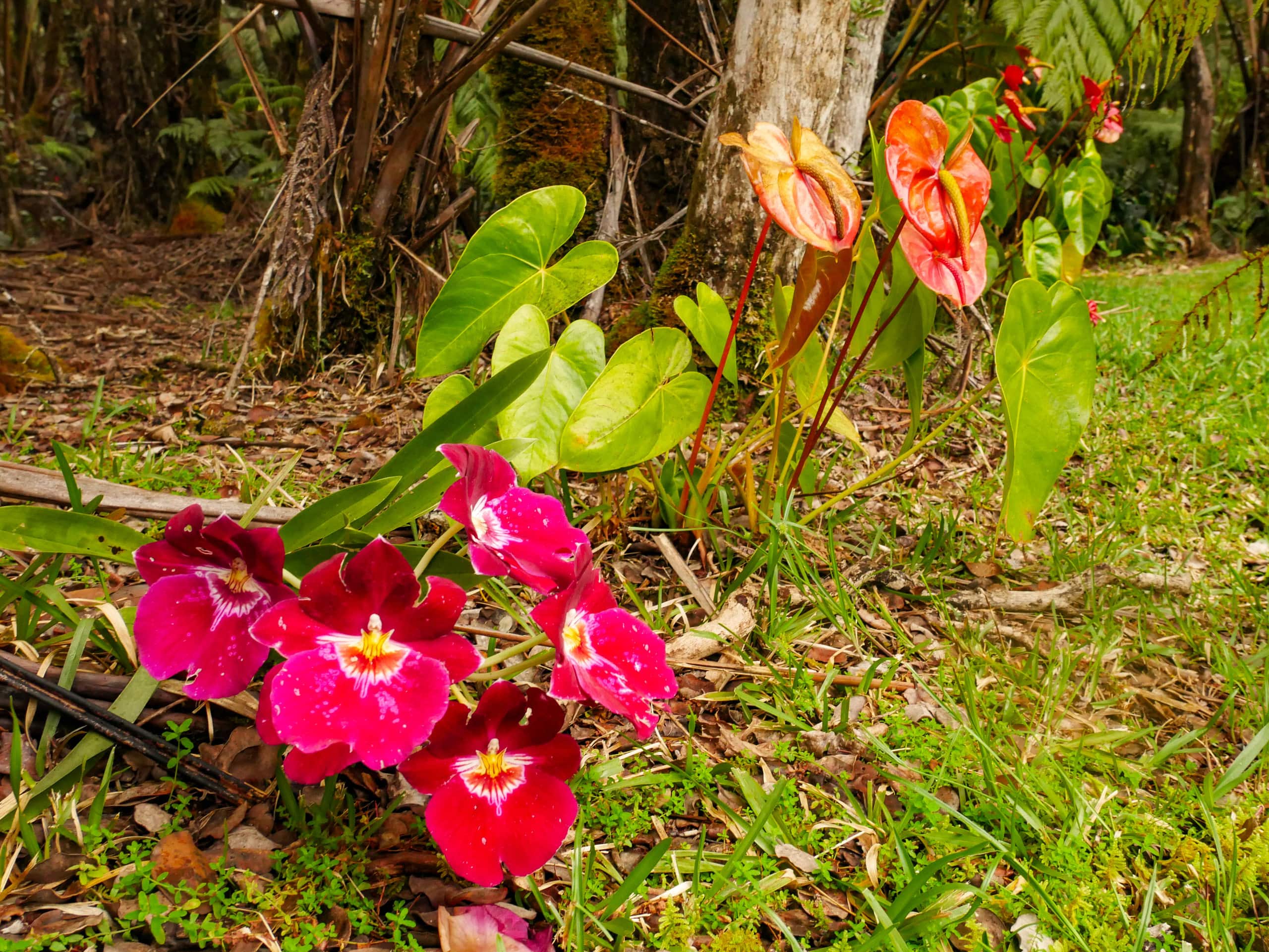 Home in Volcano · ★4.98 · 2 bedrooms · 3 beds · 1 private bath - Image 20