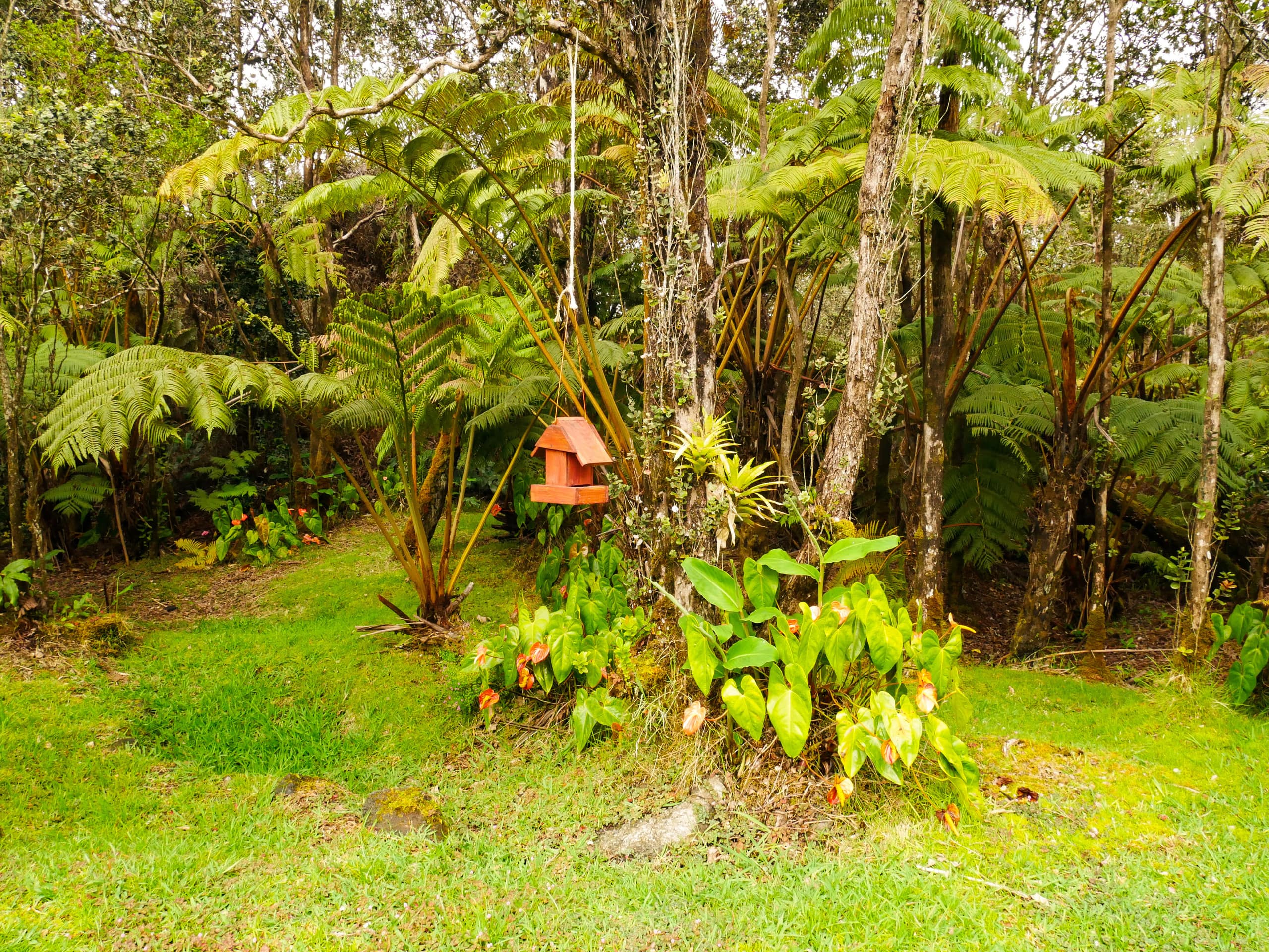 Home in Volcano · ★4.98 · 2 bedrooms · 3 beds · 1 private bath - Image 23
