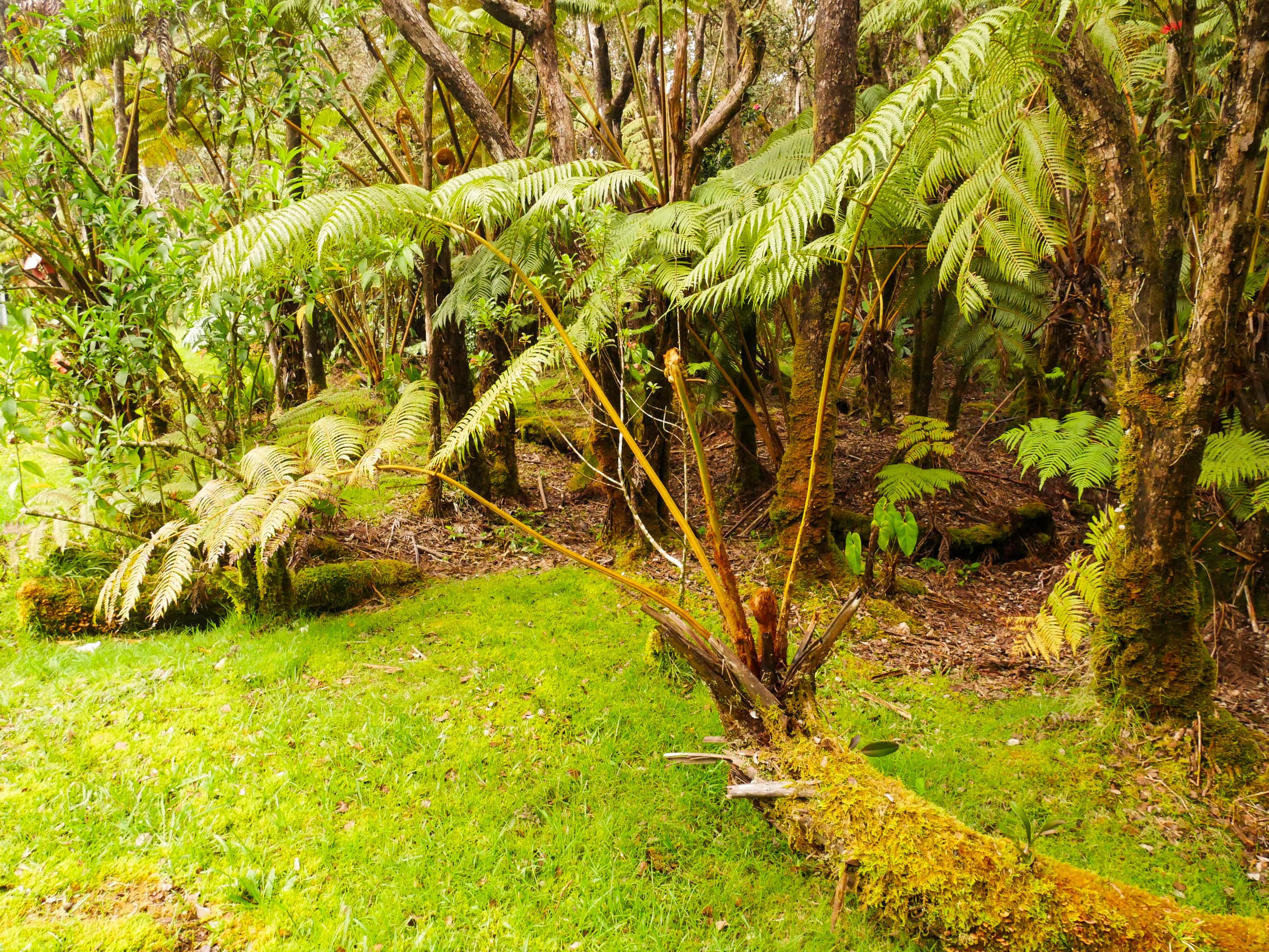 Home in Volcano · ★4.98 · 2 bedrooms · 3 beds · 1 private bath - Image 14