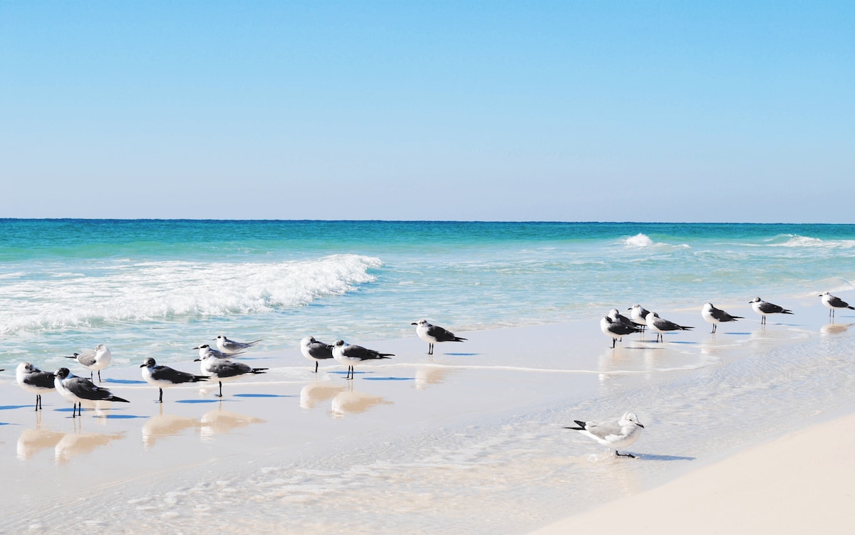 A serene shoreline is depicted, with gentle waves lapping at the sand. Several seabirds are seen standing along the water's edge, creating a tranquil atmosphere. The clear blue sky complements the vibrant turquoise waters, highlighting the beauty of the beach.