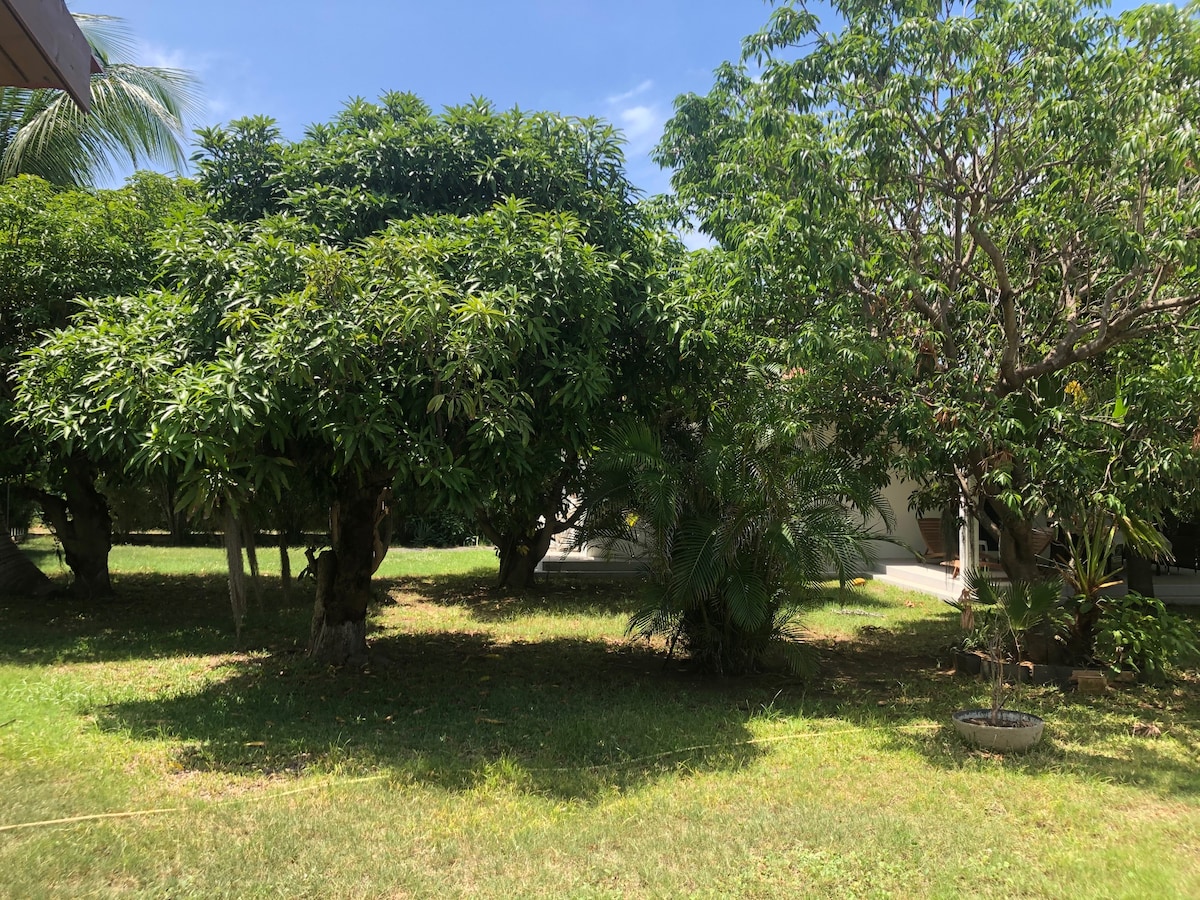 A lush garden is portrayed, featuring several large trees that provide ample shade. The grassy area is well-maintained, with a few tropical plants visible amid the greenery. Sunlight filters through the leaves, creating a calm and peaceful environment.