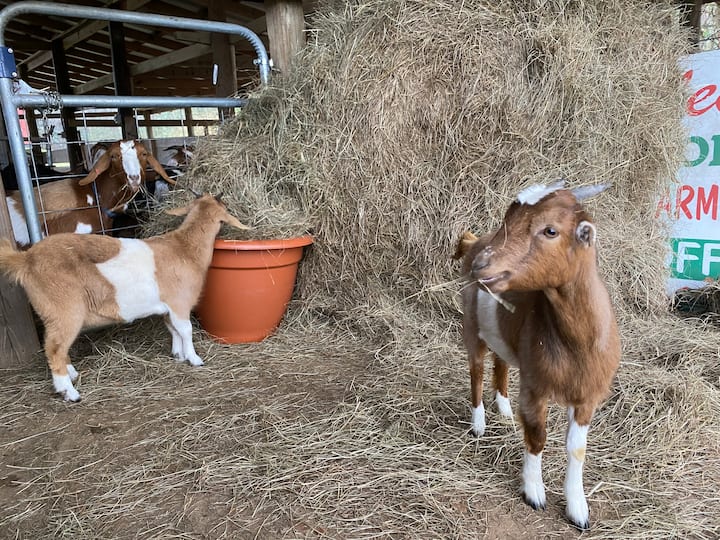 Top 10 Ranches To Stay In Mississippi, USA Updated 2024 Trip101