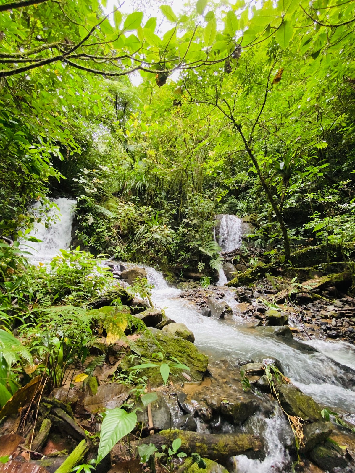 A serene landscape is captured, featuring flowing water cascading over rocks surrounded by lush greenery. Towering trees and vibrant plants create a natural frame for the scene, while the sound of rushing water adds a peaceful ambiance.