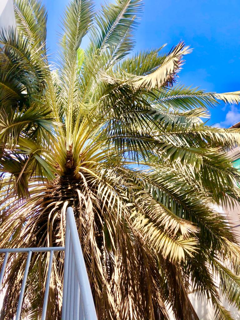 A tall palm tree reaches upward, with a textured trunk and feathery fronds displaying various shades of green. The backdrop features a bright blue sky, enhancing the natural elements present in the scene.