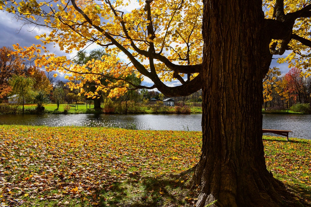 A large tree with vibrant yellow leaves frames a serene pond, surrounded by a grassy area scattered with fallen leaves. The water reflects the colorful foliage, creating a peaceful setting suitable for relaxation and enjoyment of nature.
