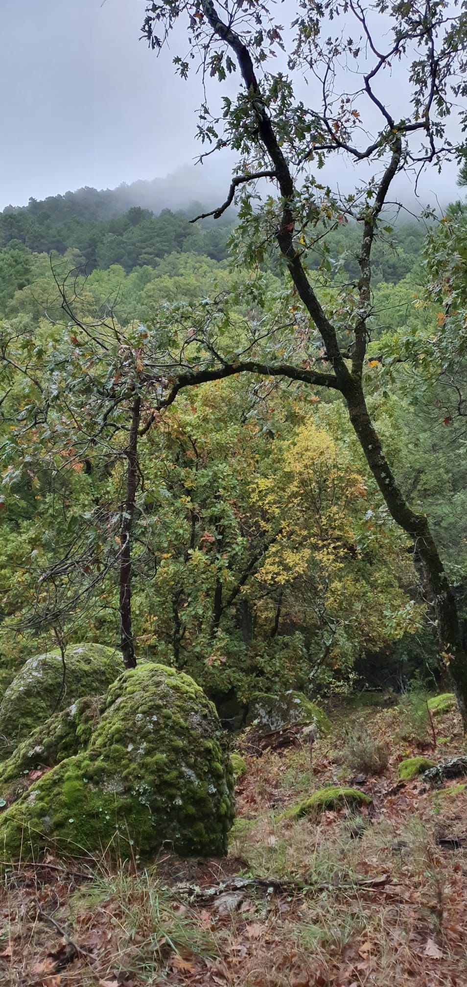 A serene landscape is presented, showcasing lush green trees with autumn leaves, intertwined with branches. A rocky outcropping covered in moss is visible in the foreground, while a misty mountain looms in the distance, creating a peaceful atmosphere within the natural surroundings.