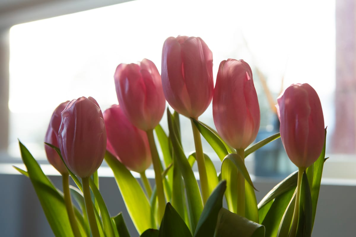 A bouquet of pink tulips is arranged with their vibrant petals gently illuminated by natural light from a nearby window. Green leaves form a lush base, providing a contrasting backdrop to the soft colors of the flowers.
