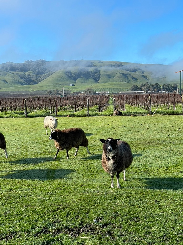 A grassy field is populated by several sheep, featuring varying shades of white and brown. Rolling hills rise in the background, partially covered by mist. A vineyard is visible in the distance, enhancing the rural landscape.