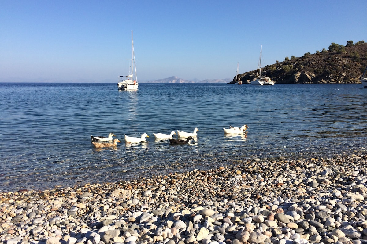 A serene coastal view is presented, featuring a clear blue sea gently lapping against a pebbly shore. Several ducks swim near the water's edge, while sailboats are visible in the distance against a backdrop of rolling hills and a clear sky.