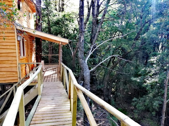 Tree Cabañita: "Concón"