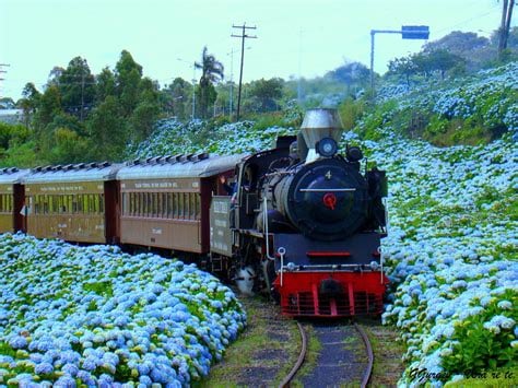 A steam locomotive is seen passing through a vibrant field filled with blue hydrangeas. The vintage train carriages exhibit a rustic charm, enhancing the natural beauty of the lush greenery surrounding the area. The scene captures a moment of travel through a picturesque landscape.