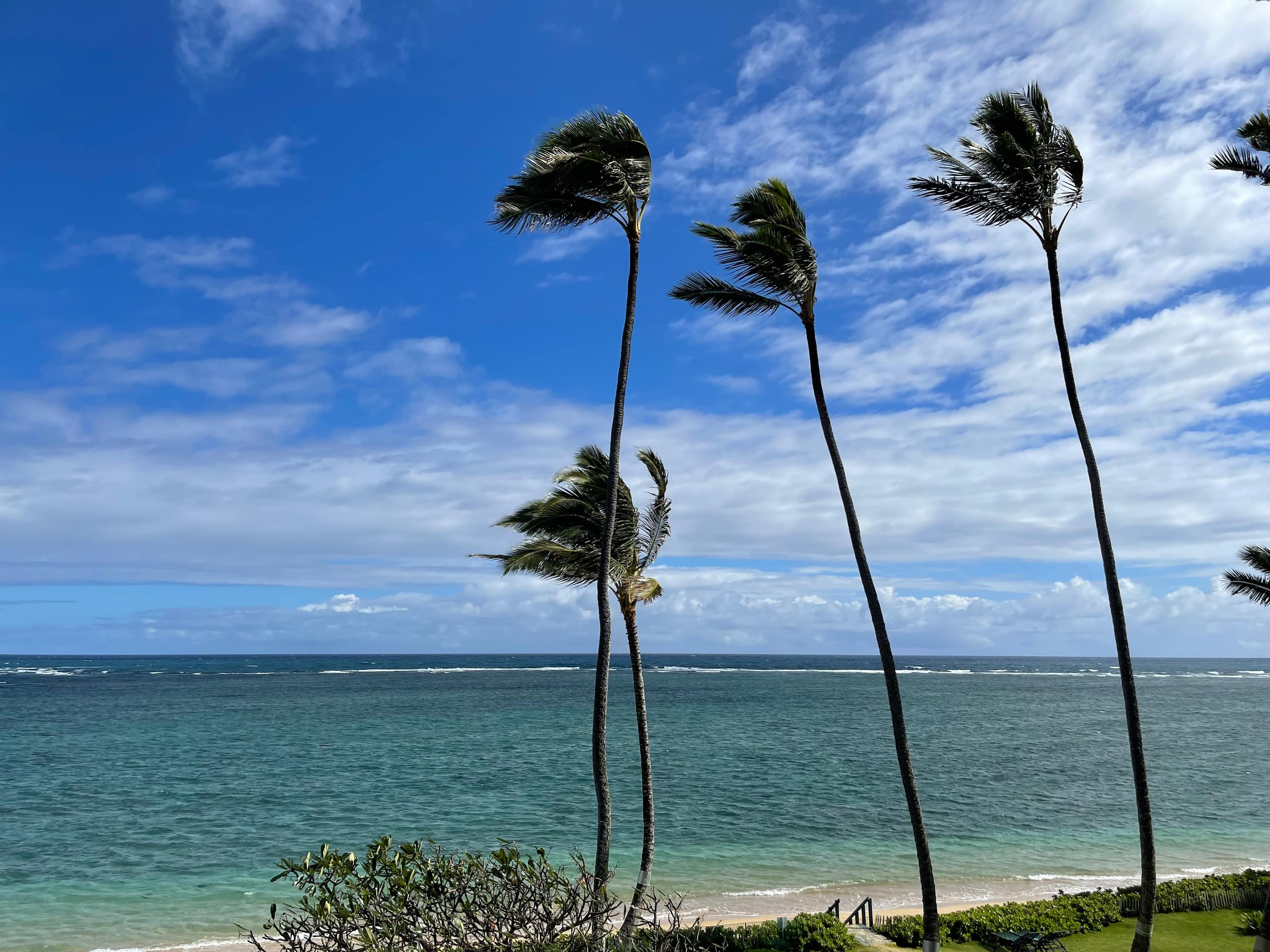 Aloha Hidden Treasure - Image 24