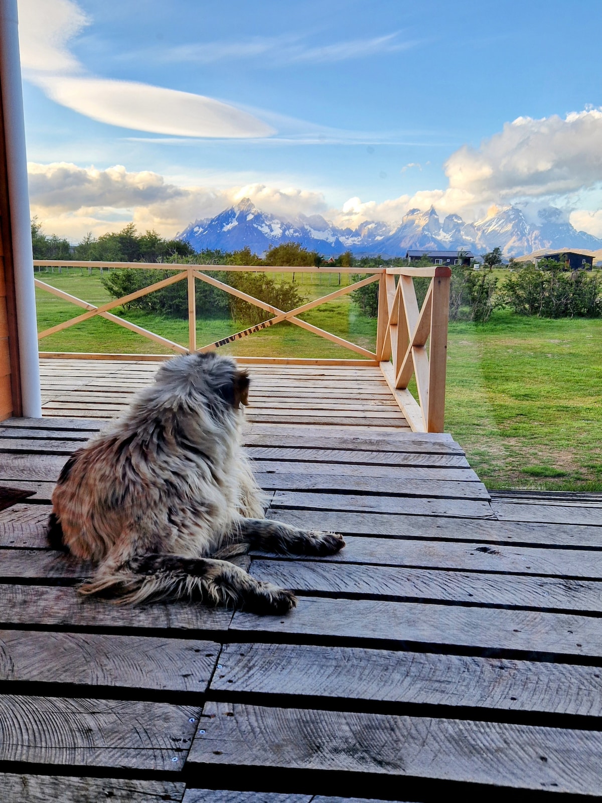 A dog is seated on a wooden deck, gazing towards a distant mountain range. The outdoor space features a natural wood finish, and the surrounding landscape includes grassy areas and trees, creating a serene backdrop against the sky.