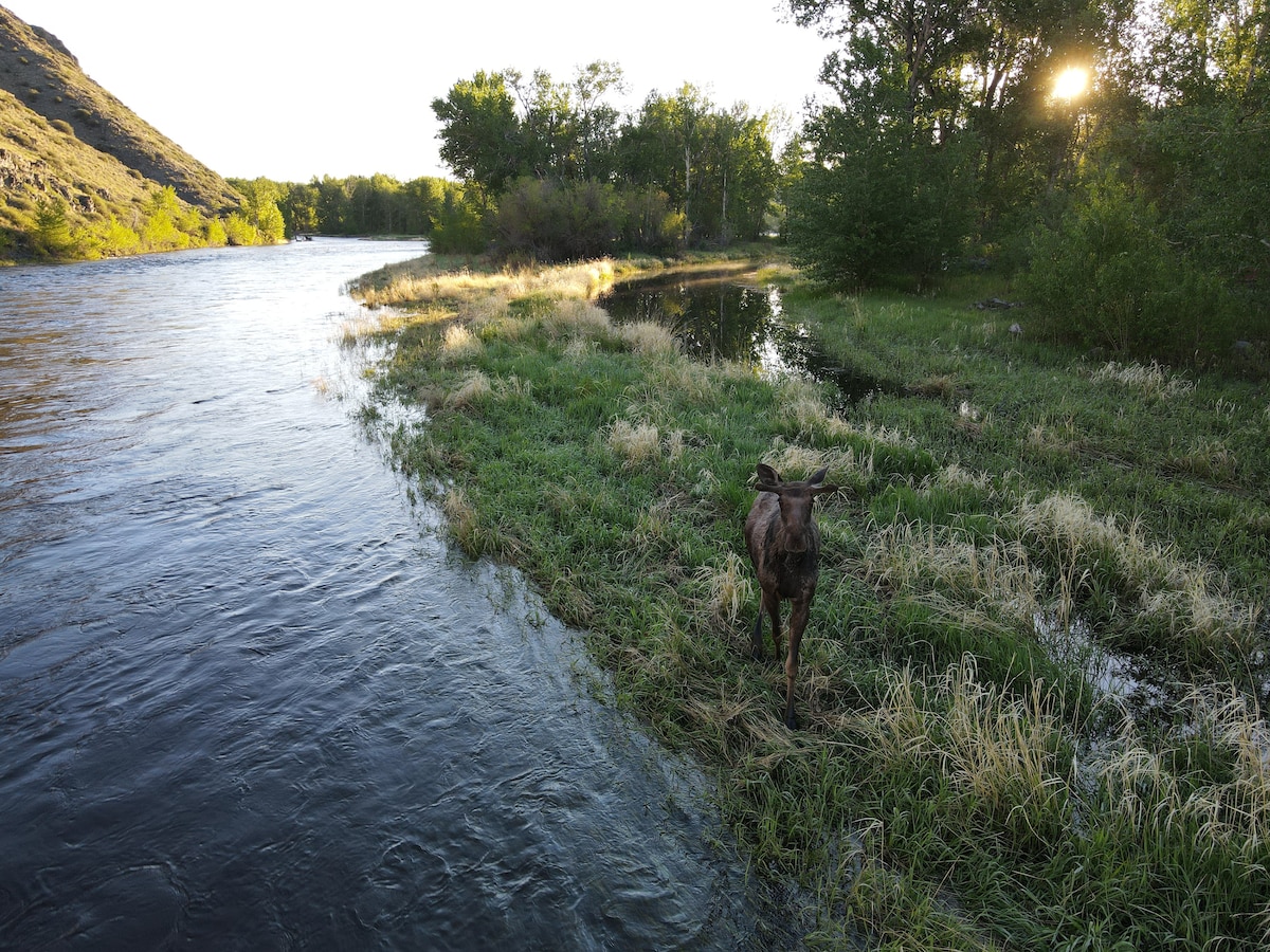 A serene riverbank landscape features flowing water alongside verdant grass and scattered shrubs. A moose is seen grazing near the water's edge, while trees and hills frame the scene, bathed in the warm glow of the setting sun.