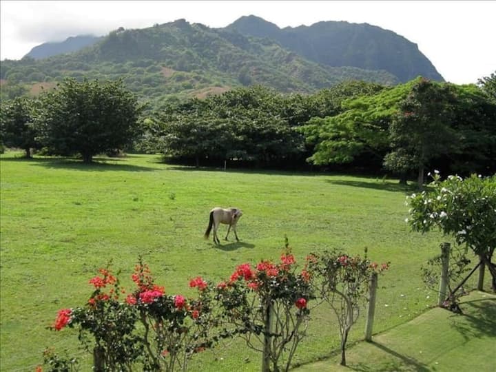 Tunnels Beach Vacation Rentals & Homes Hawaii, United States Airbnb