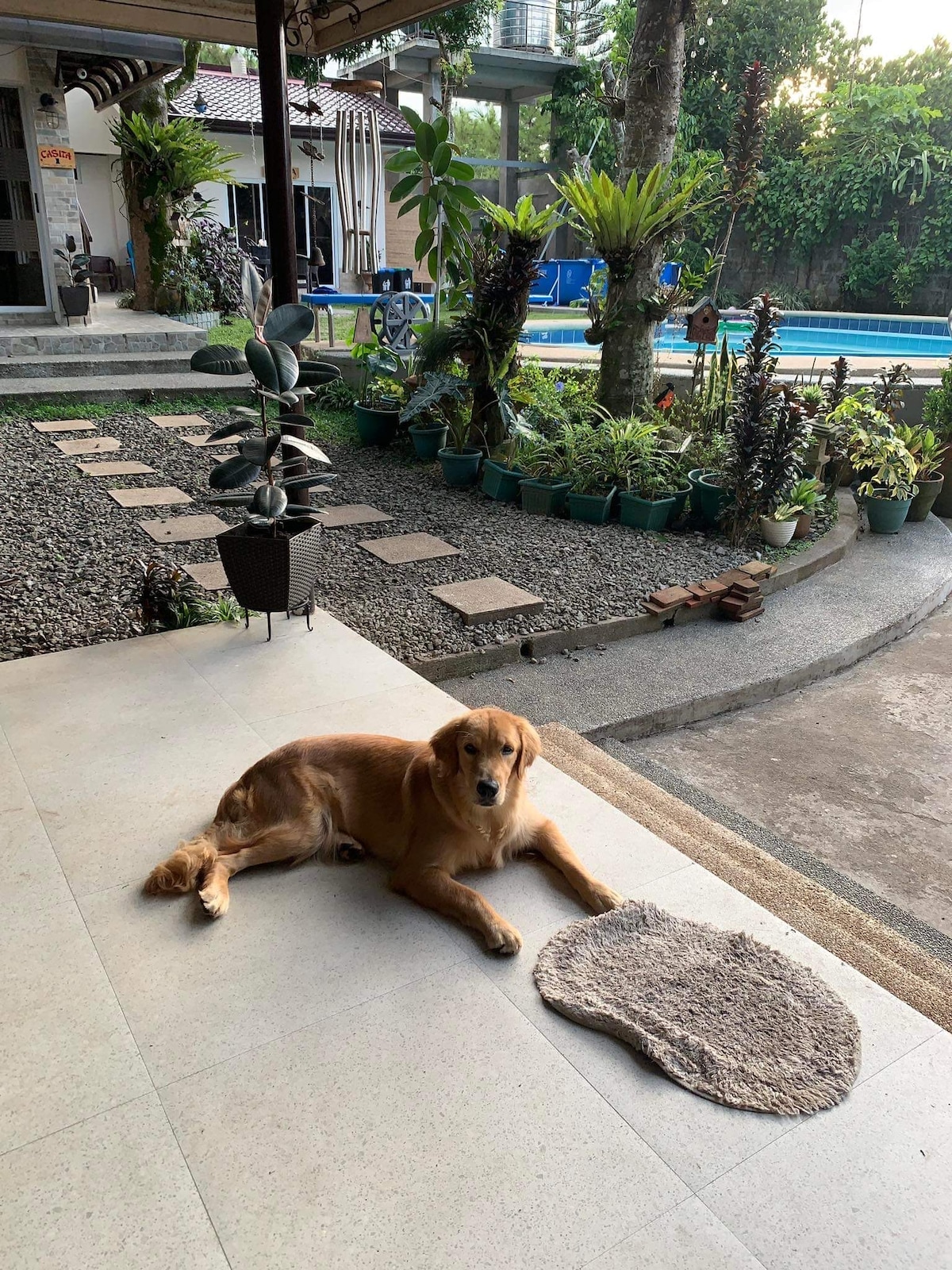 A golden retriever relaxes on a soft mat placed on a patio area, which is surrounded by a well-maintained garden. Lush greenery and potted plants are visible, with a glimpse of a swimming pool and house in the background, creating a serene outdoor environment.