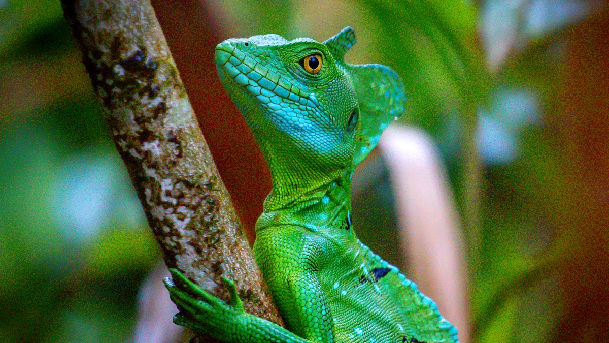 A vibrant green lizard is positioned on a tree branch, showcasing distinct scales and bright blue features. The background includes blurred foliage, enhancing the lush, natural environment. The lizard's alert posture suggests an active presence in its habitat.