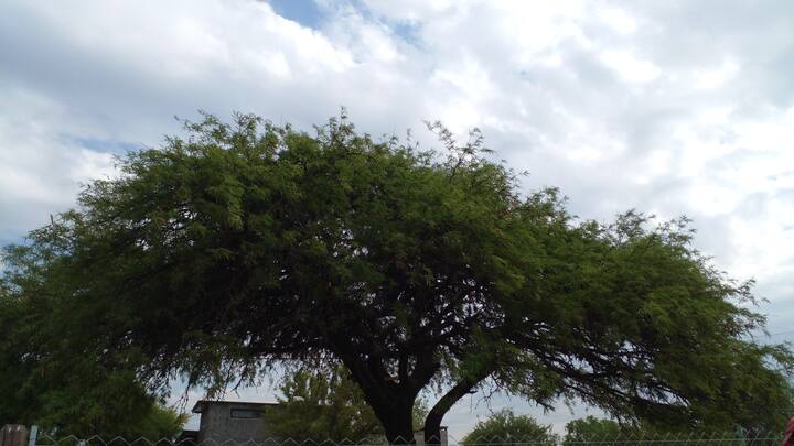 Стая – изображение 1