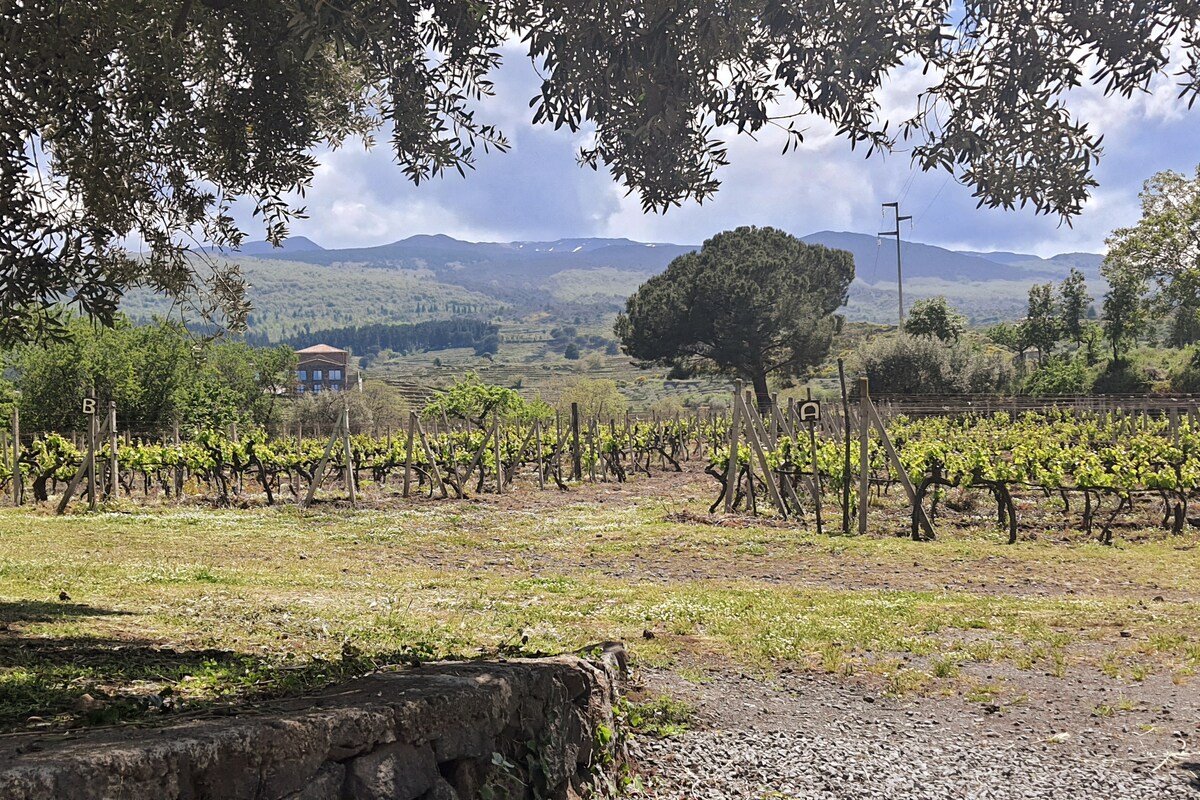 Lush vineyards stretch across the landscape, framed by ancient olive trees and distant mountains. The terrain is dotted with rustic vineyard posts, while a serene sky adds to the tranquil ambiance. The gentle slope of the land creates a peaceful rural setting.