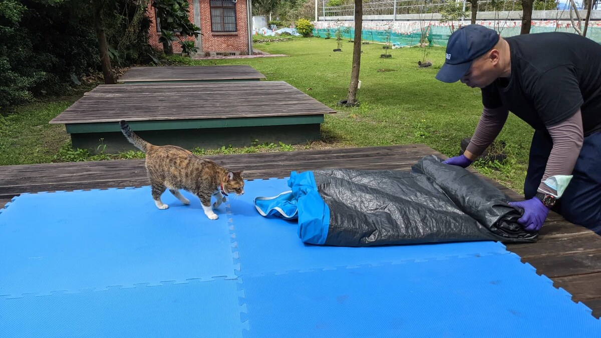 A person is seen folding a blue and black tarp on a wooden platform. A cat explores nearby on a blue mat, with green grass and trees in the background. A structure with multiple windows is visible in the distance, contributing to the outdoor setting.