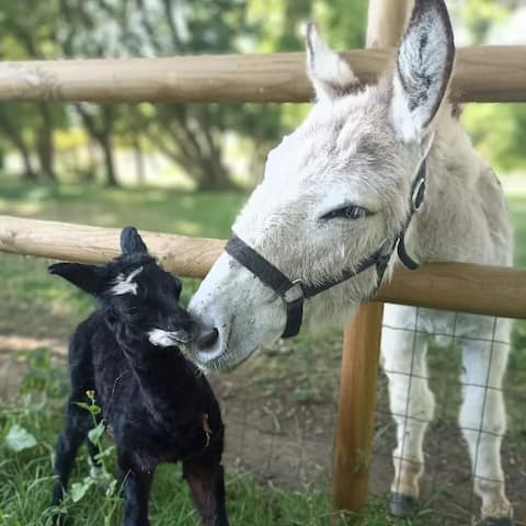 Caravan 1 in the heart of an Alpaca farm
