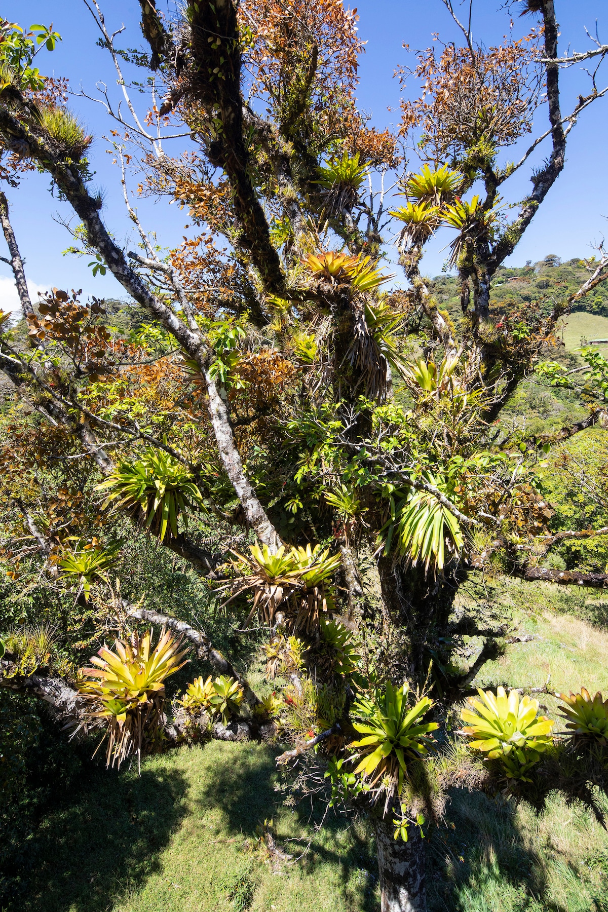 A vibrant tree is depicted, adorned with various plants that thrive in its branches. Lush greenery surrounds the tree, complementing the bright blue sky overhead. The diverse foliage creates a connection with the natural environment, showcasing the area's rich biodiversity.